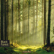 Black Forest (PREORDER) - Dense forest of tall, slender pine trees with sunlight filtering through, mossy ground path.